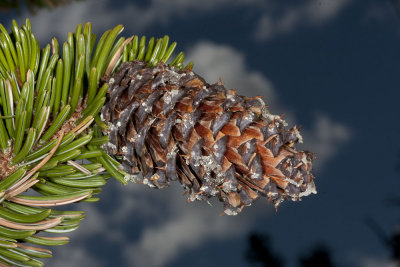Closeup of the bristly pine cone