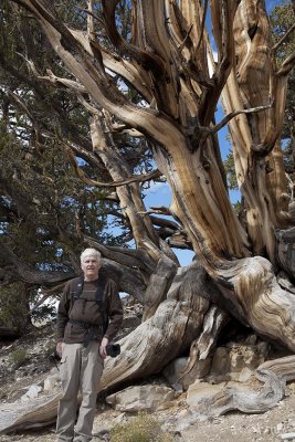 Older Bristle Cone PIne