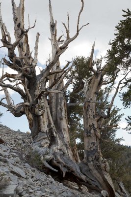 Older Bristle Cone PIne