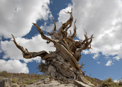 Older Bristle Cone PIne