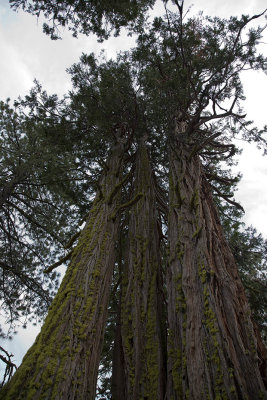 Pine Tree Lodge State Park