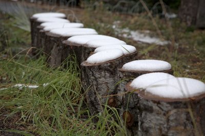 Line of Snow Stumps