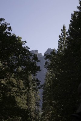 forest01.jpg