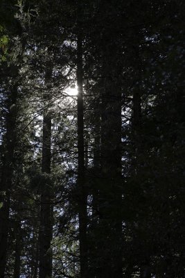 forest02.jpg