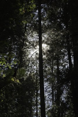 forest03.jpg