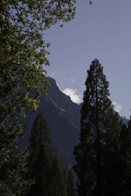 forest04.jpg