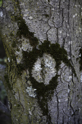 moss-pattern01.jpg