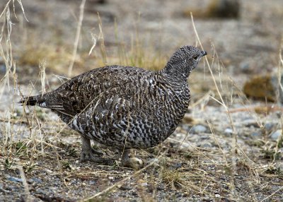 Sooty Grouse