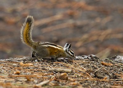 Yellow-pine Chipmonk