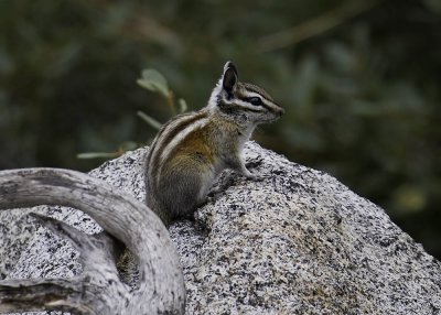 Yellow-pine Chipmonk