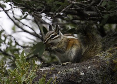 Yellow-pine Chipmonk