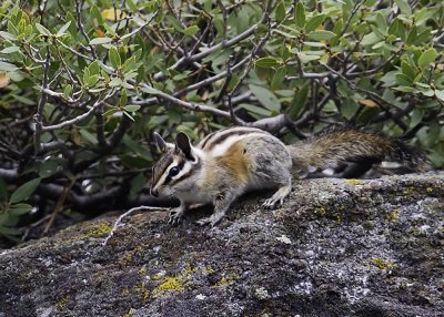 Yellow-pine Chipmonk