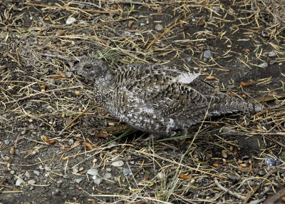 Sooty Grouse