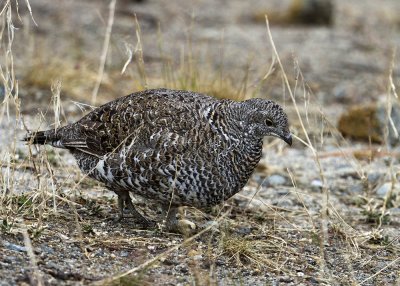 Sooty Grouse