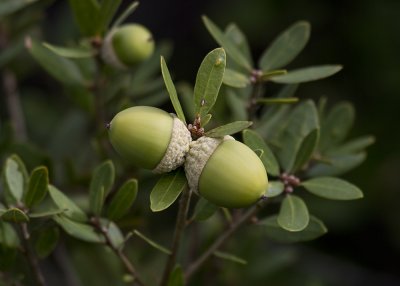 IInterior Live Oak (Quercus agrifolia agrifolia)