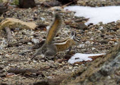 Yellow-pine Chipmonk