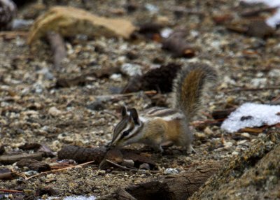 Yellow-pine Chipmonk