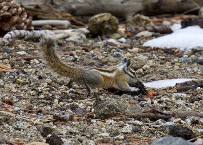 Yellow-pine Chipmonk