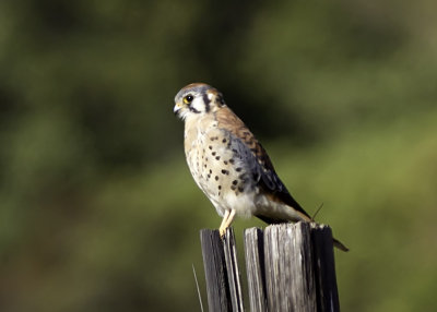 American Kestrel