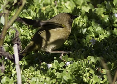 Common Yellowthroat