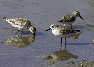 Western Sandpiper