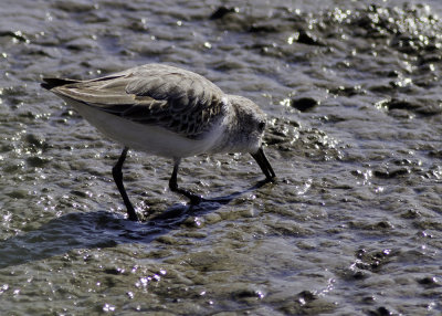 Western Sandpiper