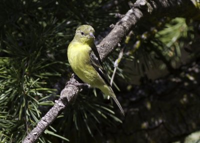 Lesser Goldfinch