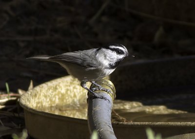 Mountain Chickadee