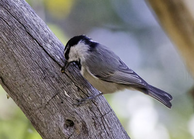 Mountain Chickadee