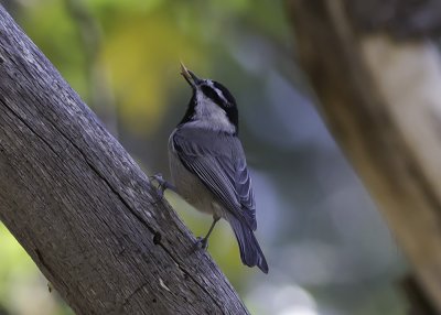 Mountain Chickadee