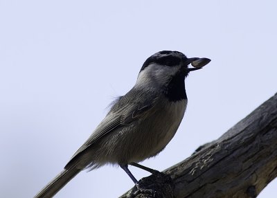 Mountain Chickadee