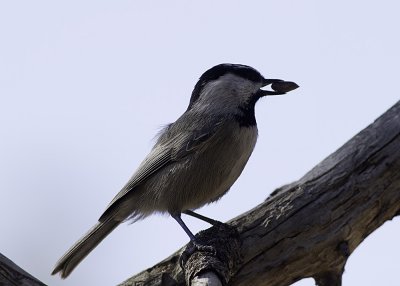 Mountain Chickadee