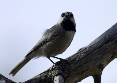 Mountain Chickadee