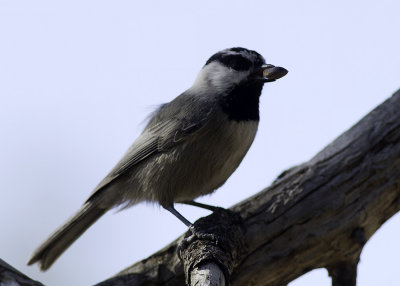 Mountain Chickadee