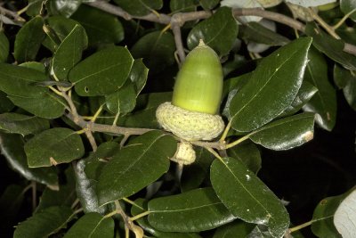 IInterior Live Oak (Quercus agrifolia agrifolia)