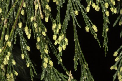 California Incense Cedar (Calocedrus decurrens)