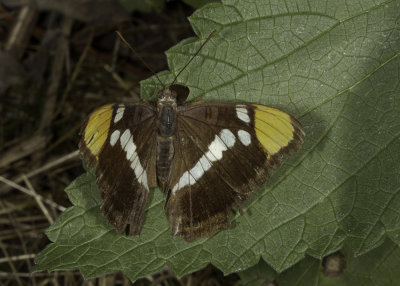 California Sister (Adelpha californica)