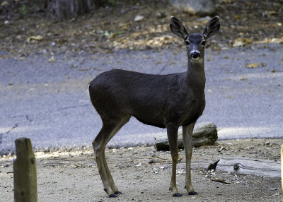 Mule Deer