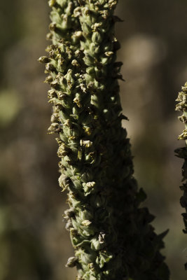 Woolly Mullein (Verbascum thapsus)