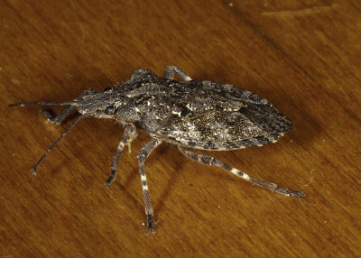 Rough Stinkbug (Brochymena affinis)