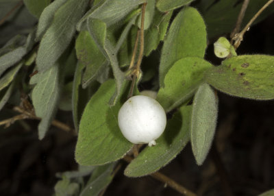 Common Snow Berry (Symphoricarpos albus laevigatus)