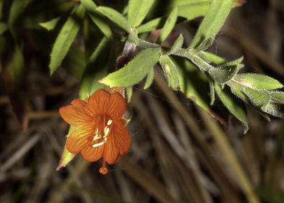 Palomar Fuschia (Epilobium latifolium)