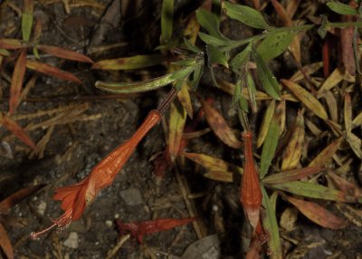 Palomar Fuschia (Epilobium latifolium)