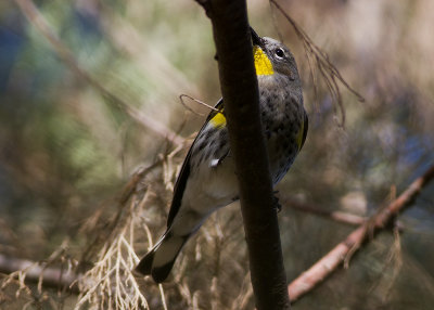 Yellow-rumped Warbler