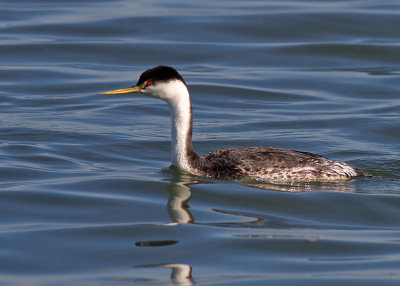 Western Grebe