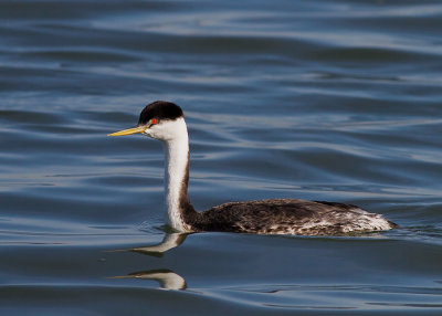 Western Grebe