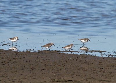 Western Sandpiper