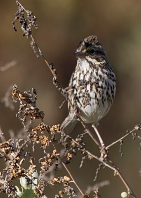 Big-billed Savannah Sparrow