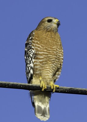 Red-shouldered Hawk