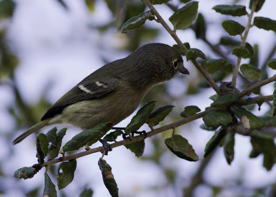 Hutton's Vireo